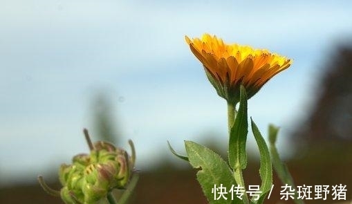 心扉|6天后，相思成瘾，情意已散，扰乱心扉，贵人加持，爱情已至