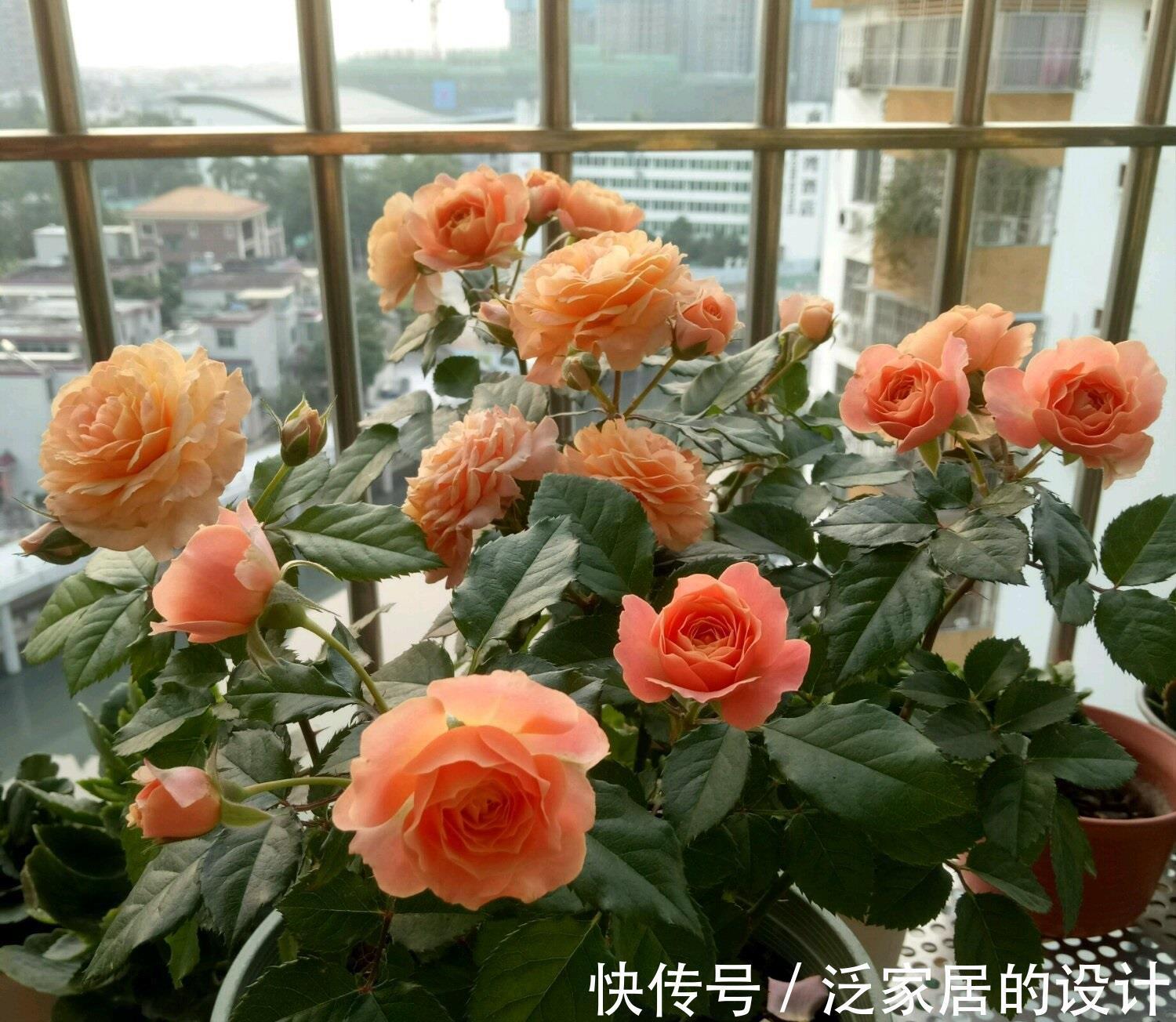 假日|阳台党爱养的盆栽花,花朵漂亮,养护简单,月月有花看