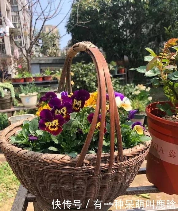邻居捡破烂养花,全家都反对,栽上花后都笑了!