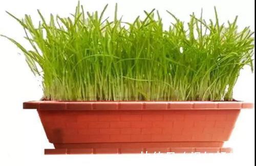 小小阳台种韭菜,不用花太多的功夫,想吃就割可以割八年