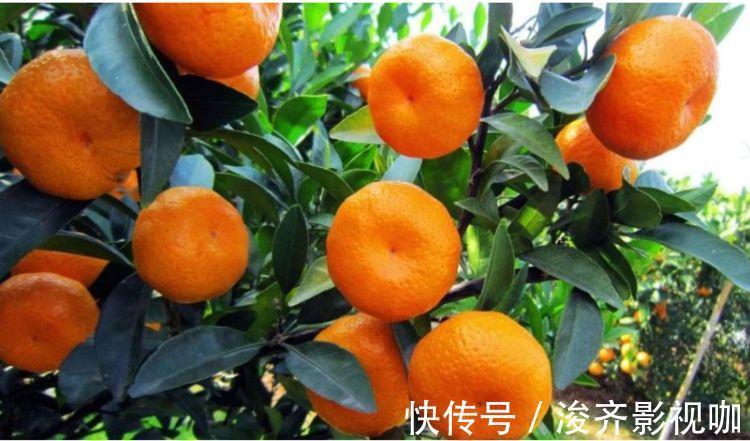 有钱人都养“3种花”,招财纳福,顺风顺水,运势一飞冲天!