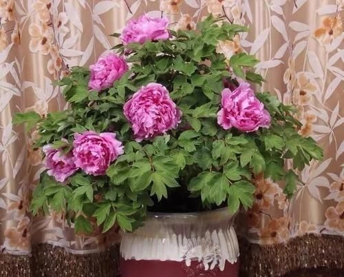 古代的“大户人家”都喜欢养这10种植物,家里养几盆,富贵吉祥旺家宅,你家养了吗