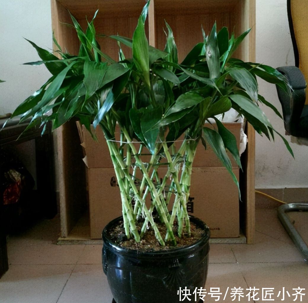 特别“喜水”的4种植物，平常给足水，缺水一次都不行
