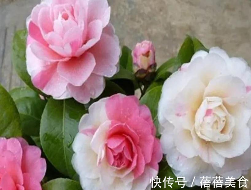 10大漂亮花，值得冬天养一盆，好养易开花，盆盆爆花