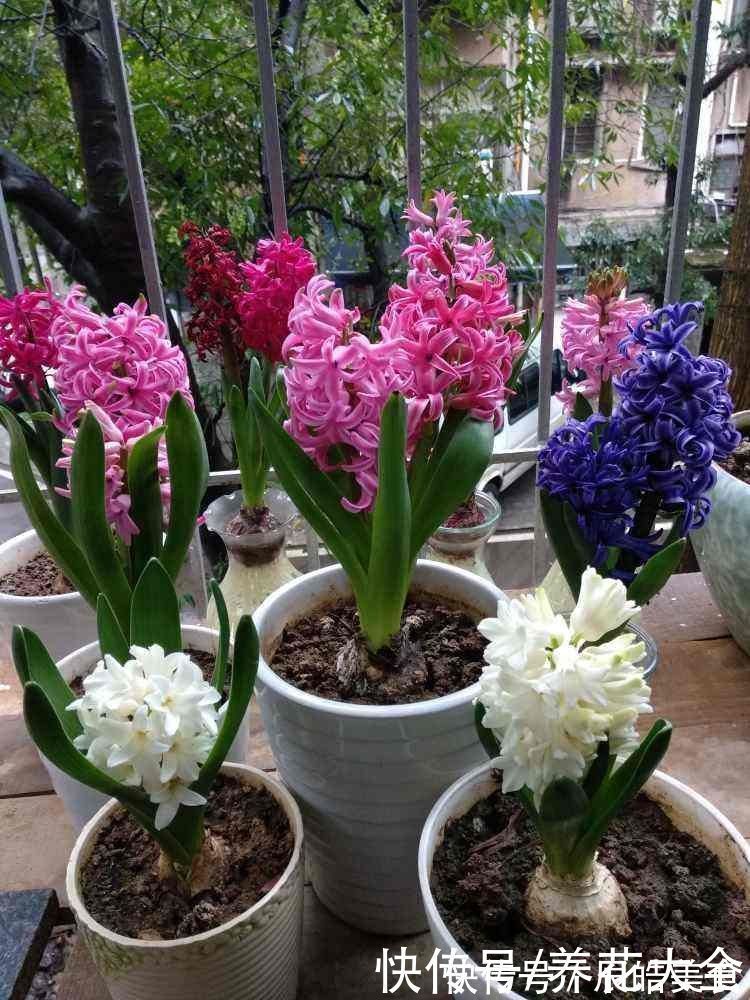 4种“一次性”花卉,开完就赶紧扔掉,浪费精力也不再开花