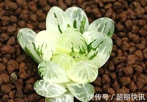 肉友们|氮磷钾肥养多肉,全盆栽成“胖娃娃”,让别人看了都羡慕