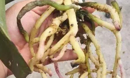 生根|这几种“小药片”可别扔了,放水里搅一搅,促生根开花还能防烂根