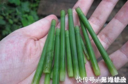 这种野草曾被古代用于引产，如今是农平易近日常备用药，你们熟悉吗？