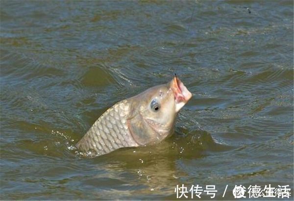鱼竿|钓中大鱼后有3忌,把握不当则容易脱钩跑鱼,钓鱼人请记牢