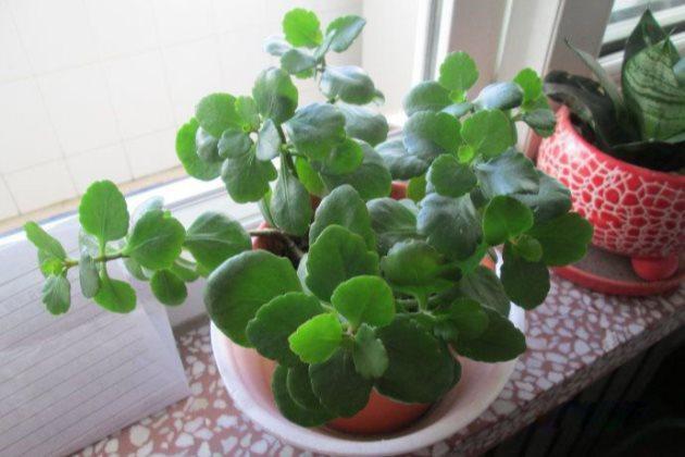 长寿花叶绿枝粗,却不长花此样做,花苞冒不停,萌新涨姿势