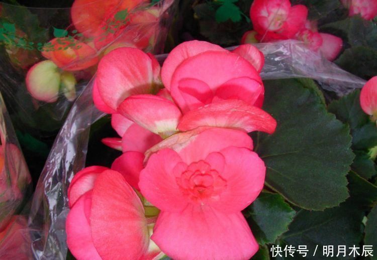 一年都能开花的四种花卉,从头开到尾,比绿萝好养,比牡丹好看