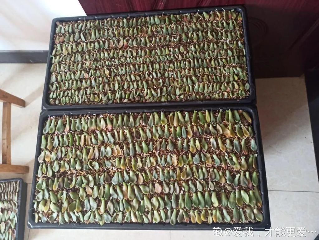 拼盘|多肉养在大盆里,就是豪横霸气,棵棵大得像白菜