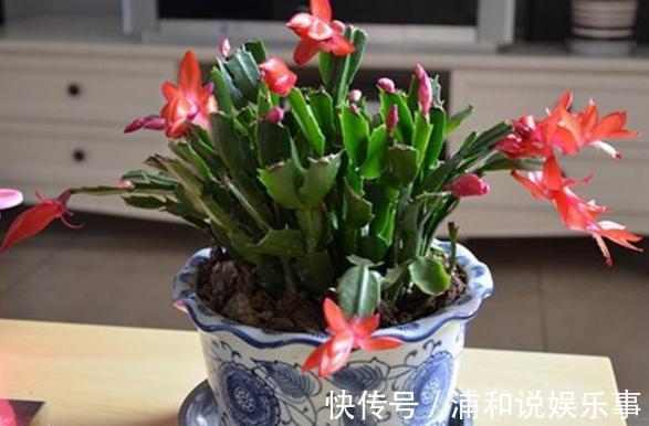 养殖蟹爪兰，做好4点，冬日开花叶子比花多