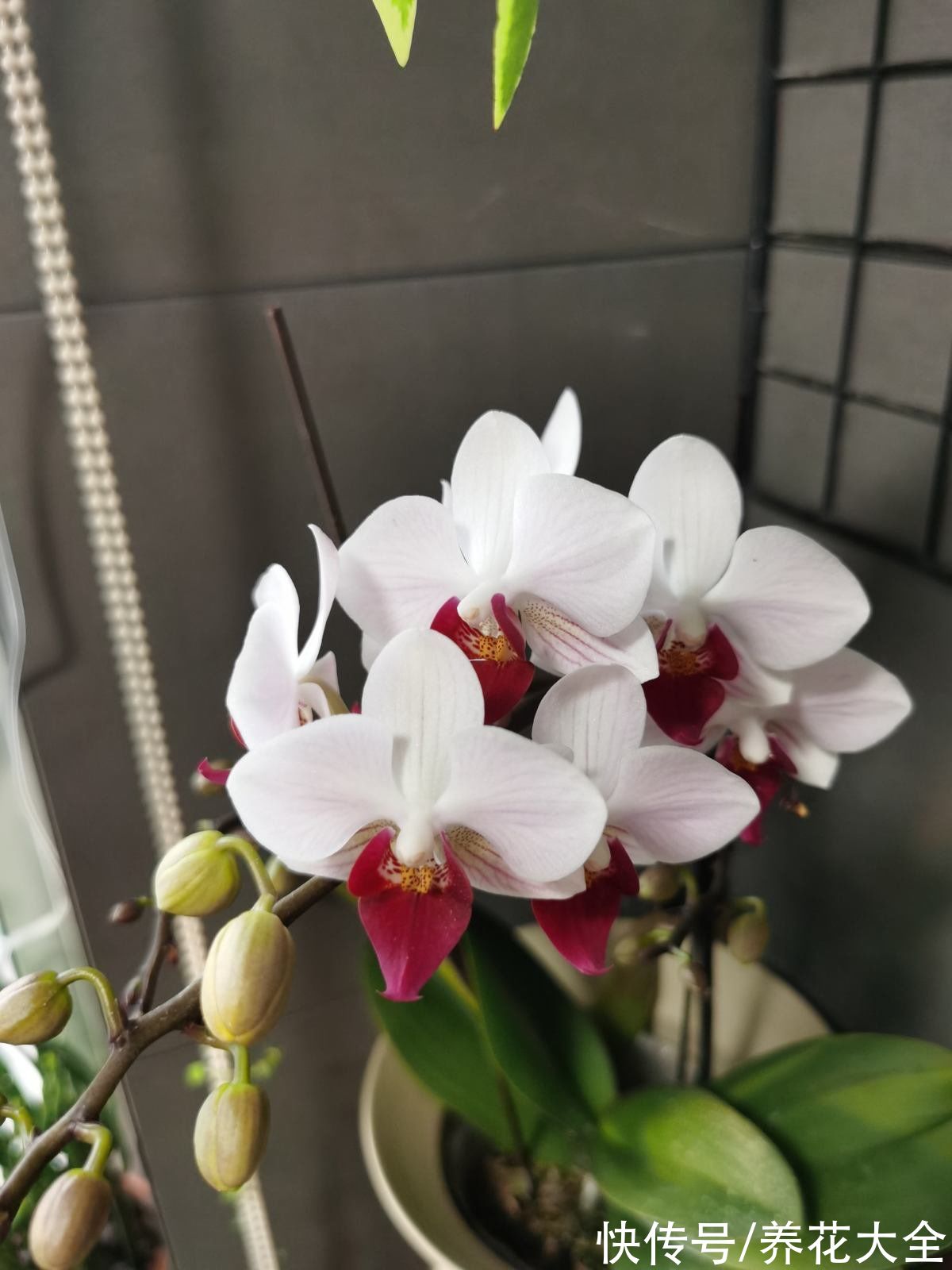 5种矫情花,不能干,不能湿,实在是娇气