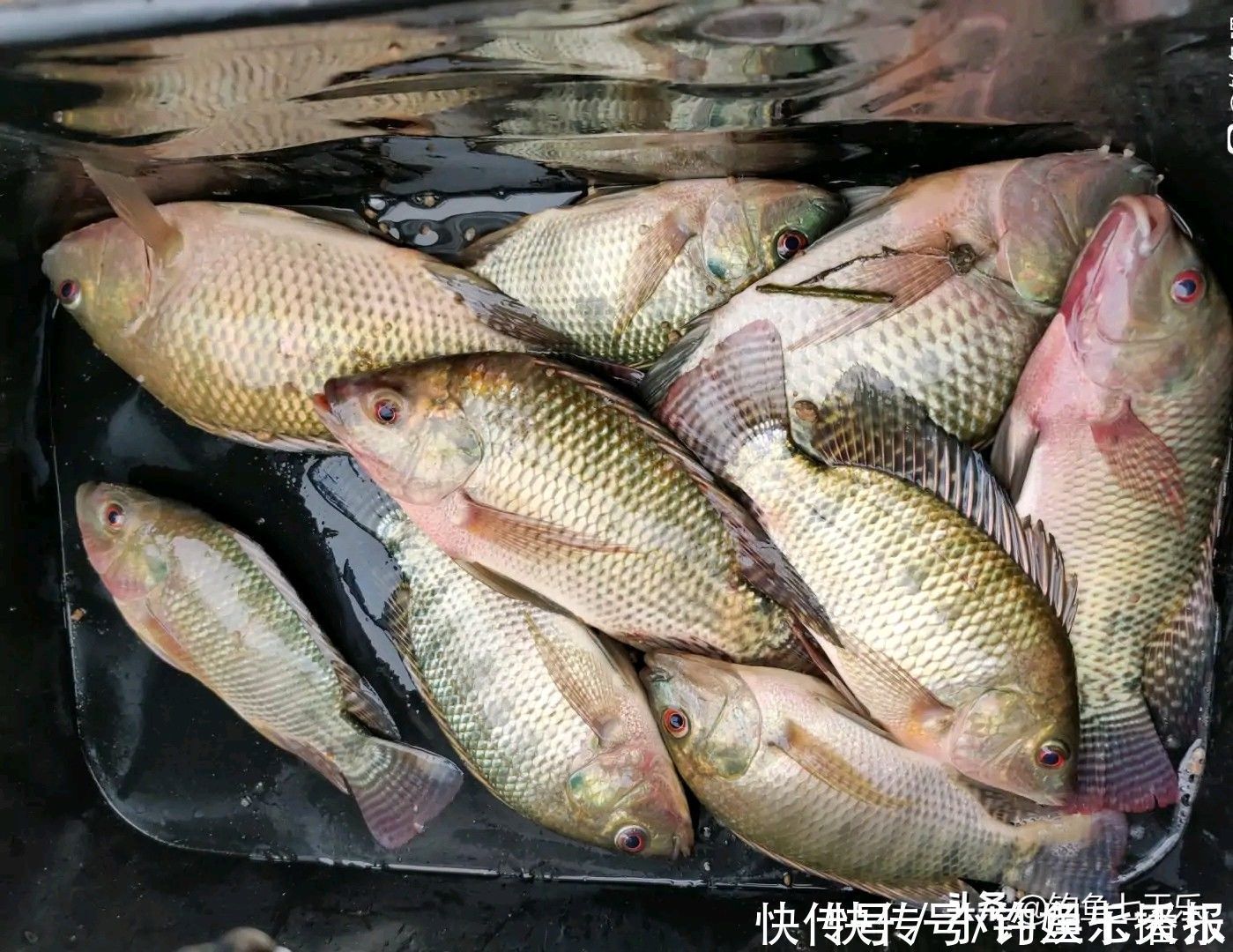 球状|鱼多了也烦恼!重庆出现“球状”罗非鱼群,钓友担心其破坏生态