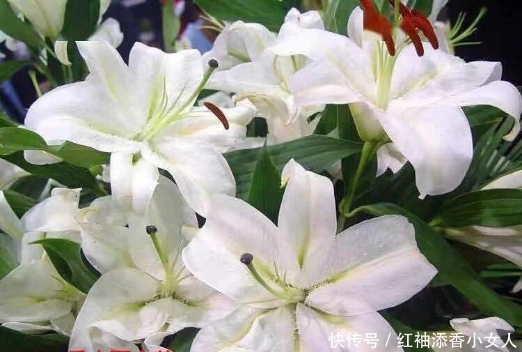 供奉佛菩萨:应该必须知道的“十二种圣花”