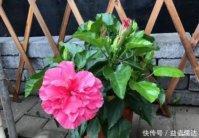 三月初，这“四朵花”任意养长，枝叶绿，花开，一年到头都在开花