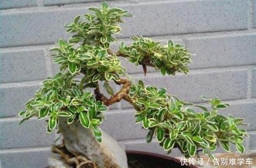 六月雪盆景,咋让它更美更漂亮呢!