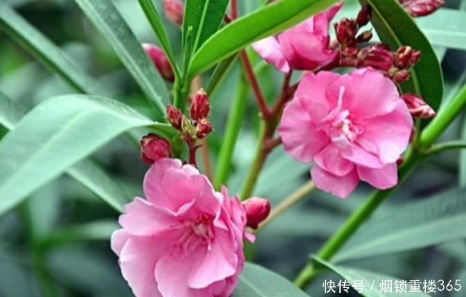 夹竹桃|“5种花”有毒,再漂亮也别养,家里有赶紧扔掉,要远离!