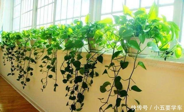 卧室最适合养这3种花,吸废气睡觉好,叶子油亮颜值高!