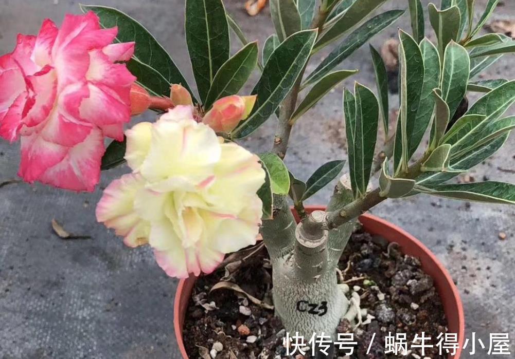 植株|盆栽沙漠玫瑰,6、7月趁早落实3点,花开满枝头,个大色艳