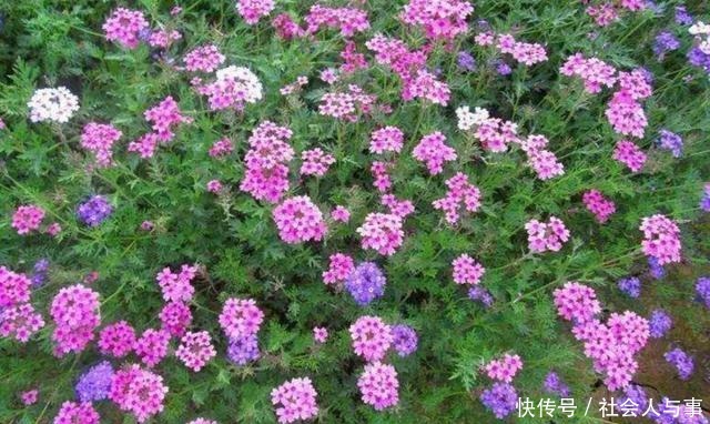 5种好养的花，栽到院子里，花期开成花海！