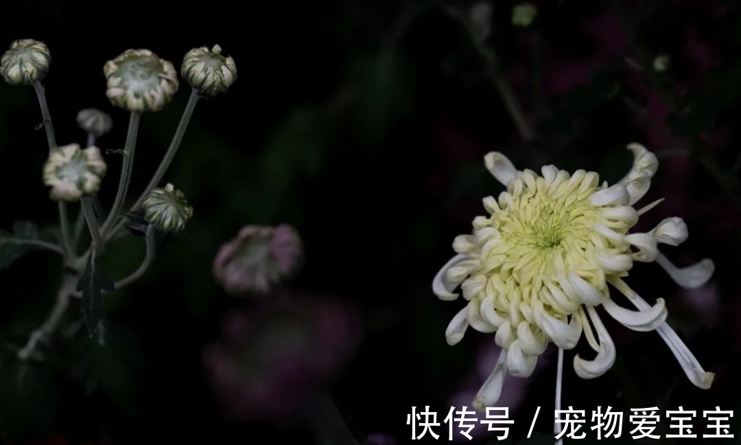 菊花酒|秋菊里的时尚，太高级了！