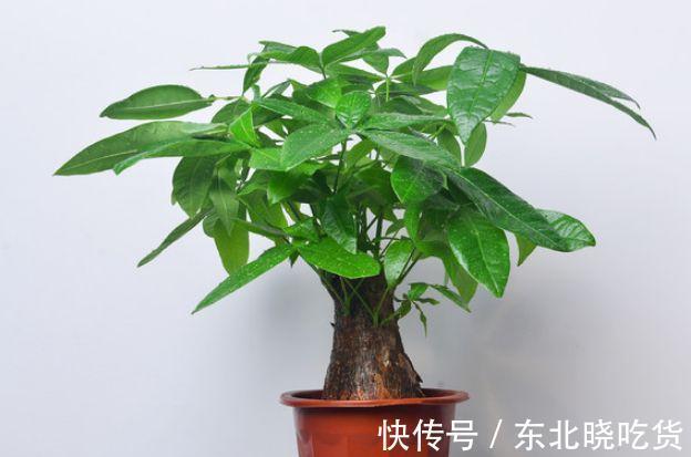 农历9月25日霜降后，养什么花？以下3种花，健康长寿大吉大利