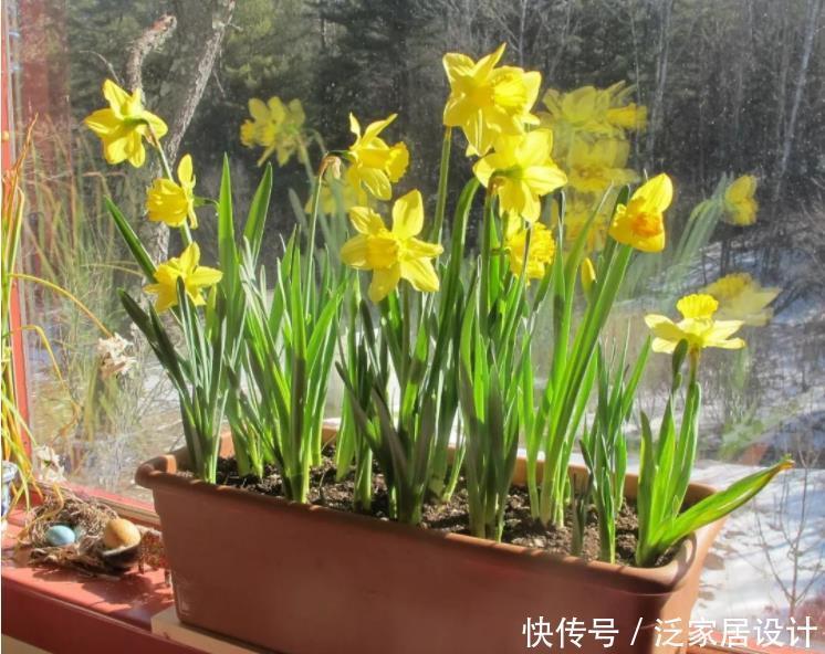 养花|家庭养花:制肥、施肥该掌握哪些小技巧?