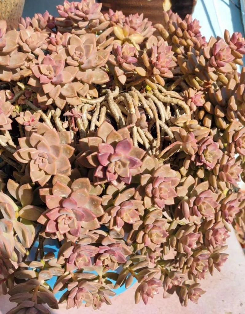 最小的盆，养最牛的花，还能开爆盆，真牛！