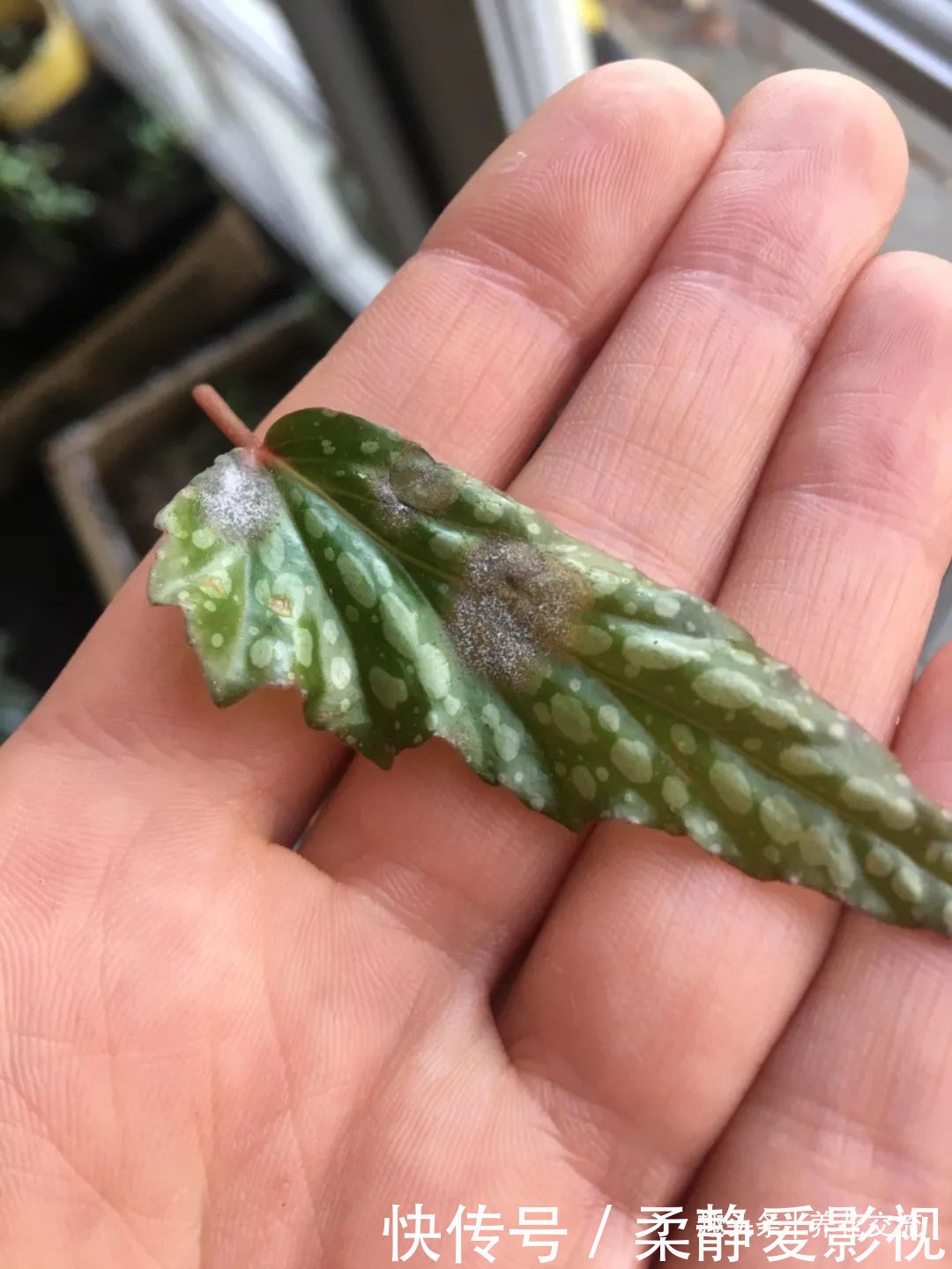 秋海棠盆栽养护问题解答,病虫害防护,不开花和新芽脱落解决方案