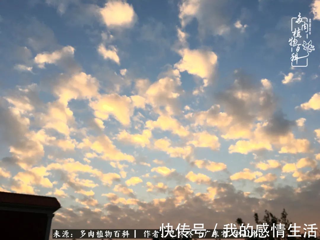养多肉的路上患得患失，却依然如最初般热爱！