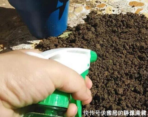 养花土,用一个塑料袋,轻松杀虫灭菌,花盆里一个虫子都没有