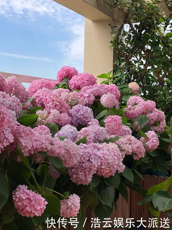 盆栽|花期最长的绣球花，春天开到秋天，好看又好养，阳台盆栽也可以