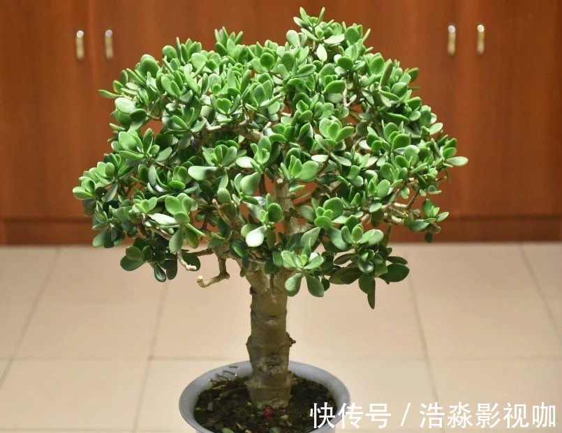 玉树|3种“老花树”,能活一百年,冬天不怕冷,开满“吉祥花”