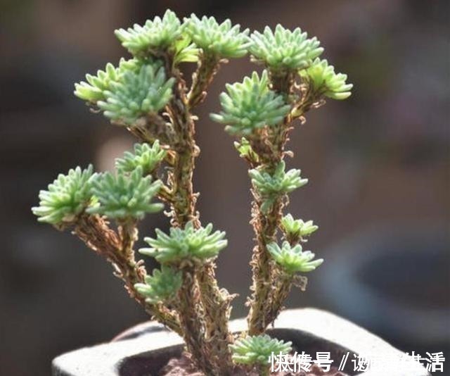 多肉植物|常见的4种多肉植物，也能养成漂亮的盆景，观赏效果更佳！