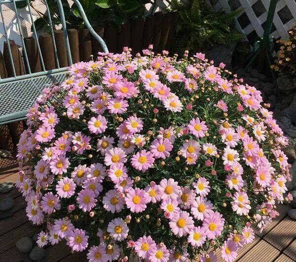 养花试试这几款,花开繁盛花香怡人,一个月不浇水也能长爆盆
