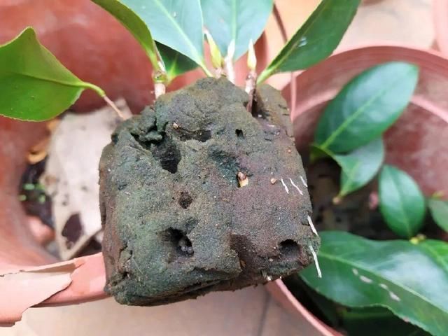 椰糠土|6月,最适合扦插的花,一插就活,大白根冒疯了