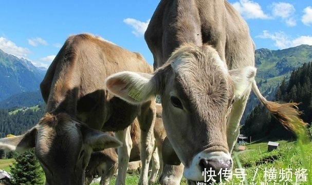 锦鲤|10天后天降财运，运势好到爆棚，属牛人锦鲤加持事业扶摇直上