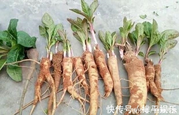 农民朋友|农村中一种不起眼的野草,用来泡脚可治疗脚气,见到可不要错过