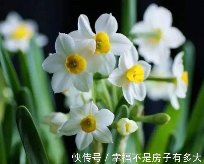 天竺葵|卧室就养几种花,改善睡眠质量,空气清新,好养又好看