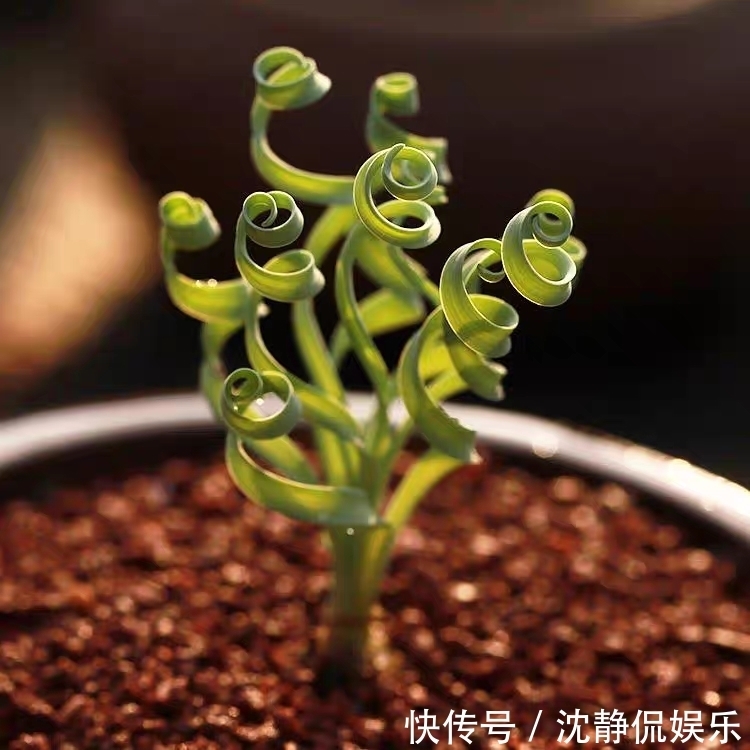 品种|9种比较稀有的多肉品种,追女朋友神器,让女神爱上多肉爱上你