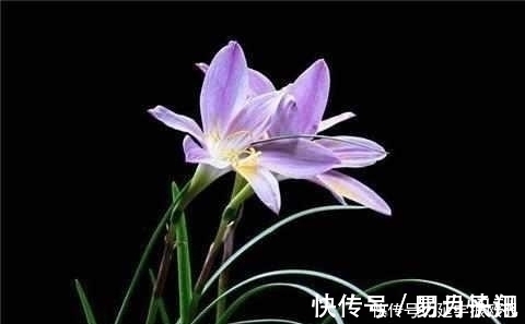 只需这4招,兰花不烂根不黄叶,长得好易开花!