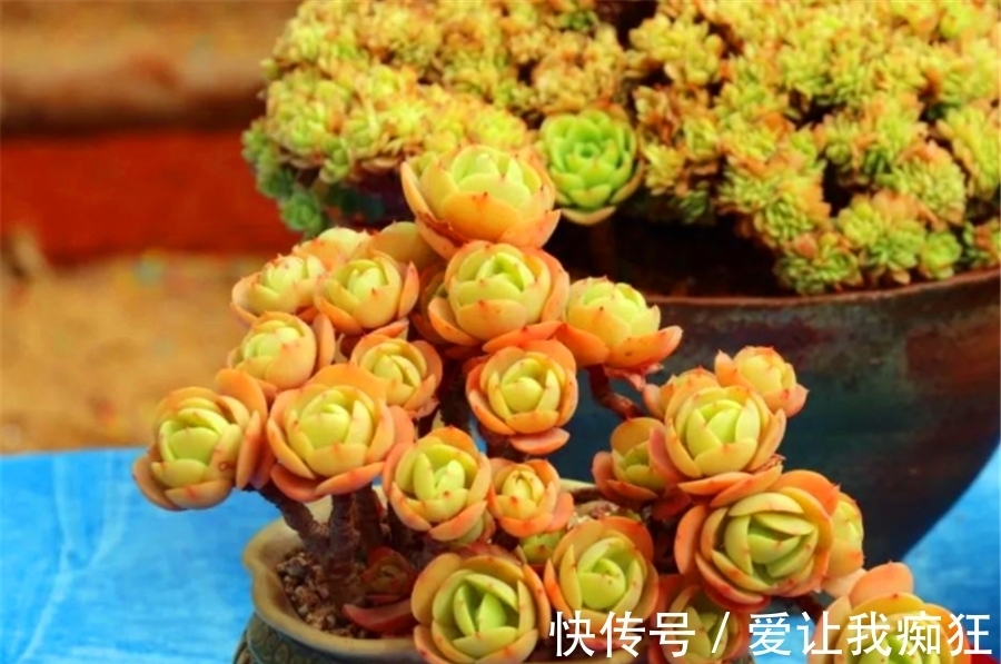 多肉碧桃成了阳台最美的风景,晶莹剔透成老桩,金黄碧绿总相宜