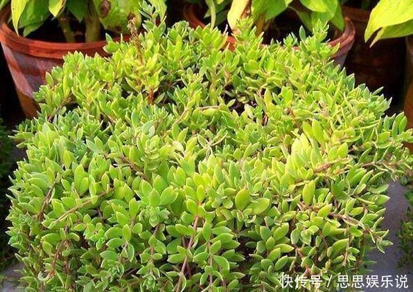 蹭蹭|喜欢生长在溪边的它,移栽回家当盆景,注重5点蹭蹭长爆盆