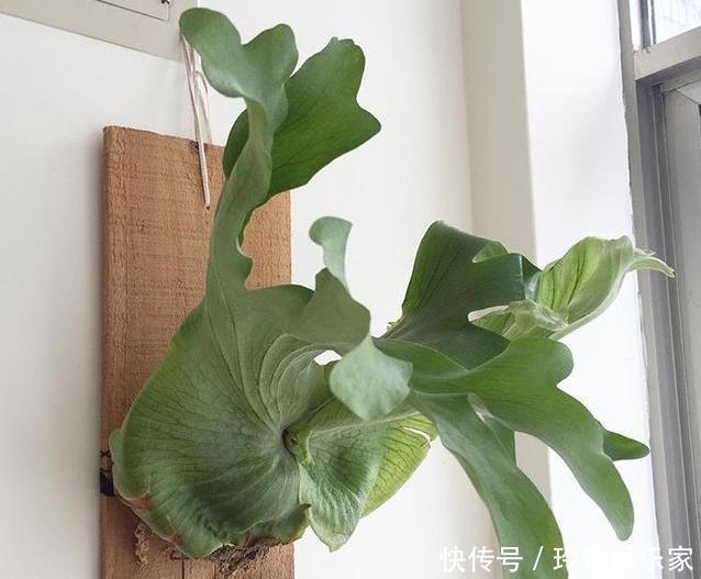 养护|这4种花,“大胆”浇水长得更好,水越多根越旺,开花你就赚了!