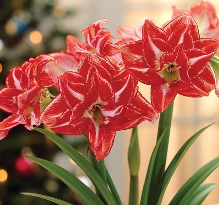 朱顶红开花矮矬子？动手剥开皮，冒出一圈大红花