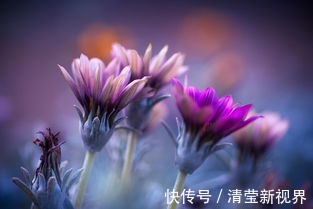养护|沾水能生根的“一种花”，注意养护，不出一年就开花！