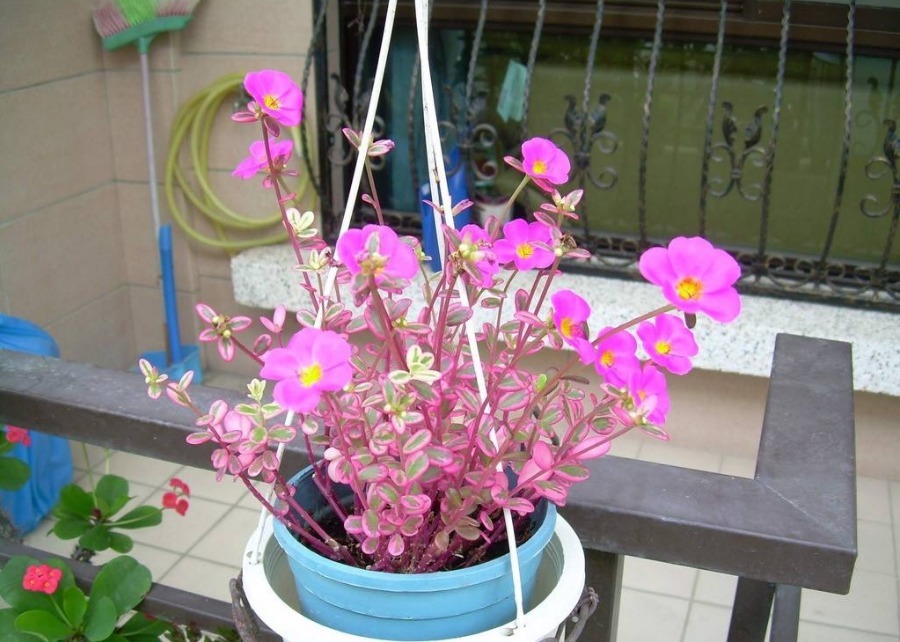 一整年都能开花的三种花,比牡丹美丽还好养活,养一盆天天能赏花