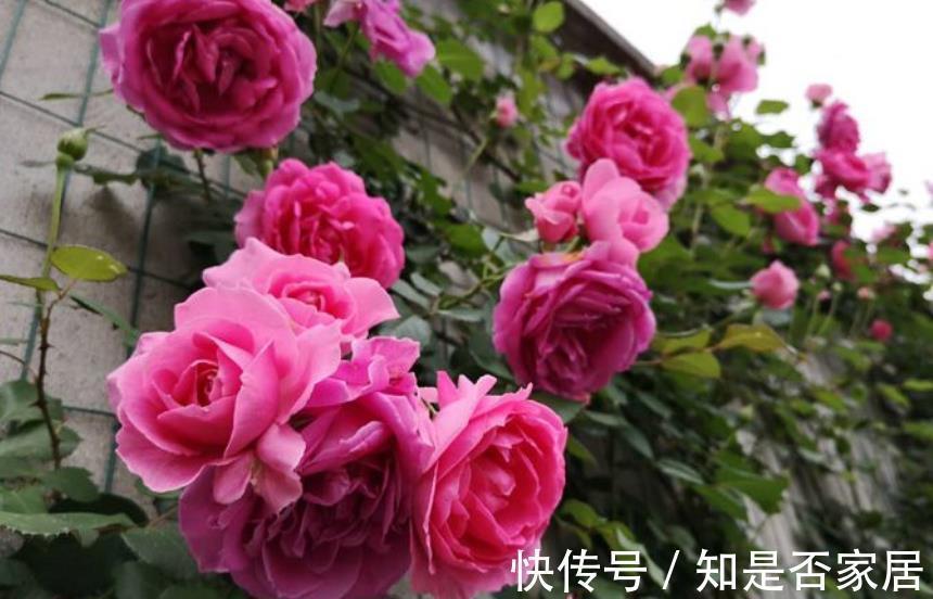 养护|4个关于“入坑”月季的误区，新手还傻傻相信，你信过几点？